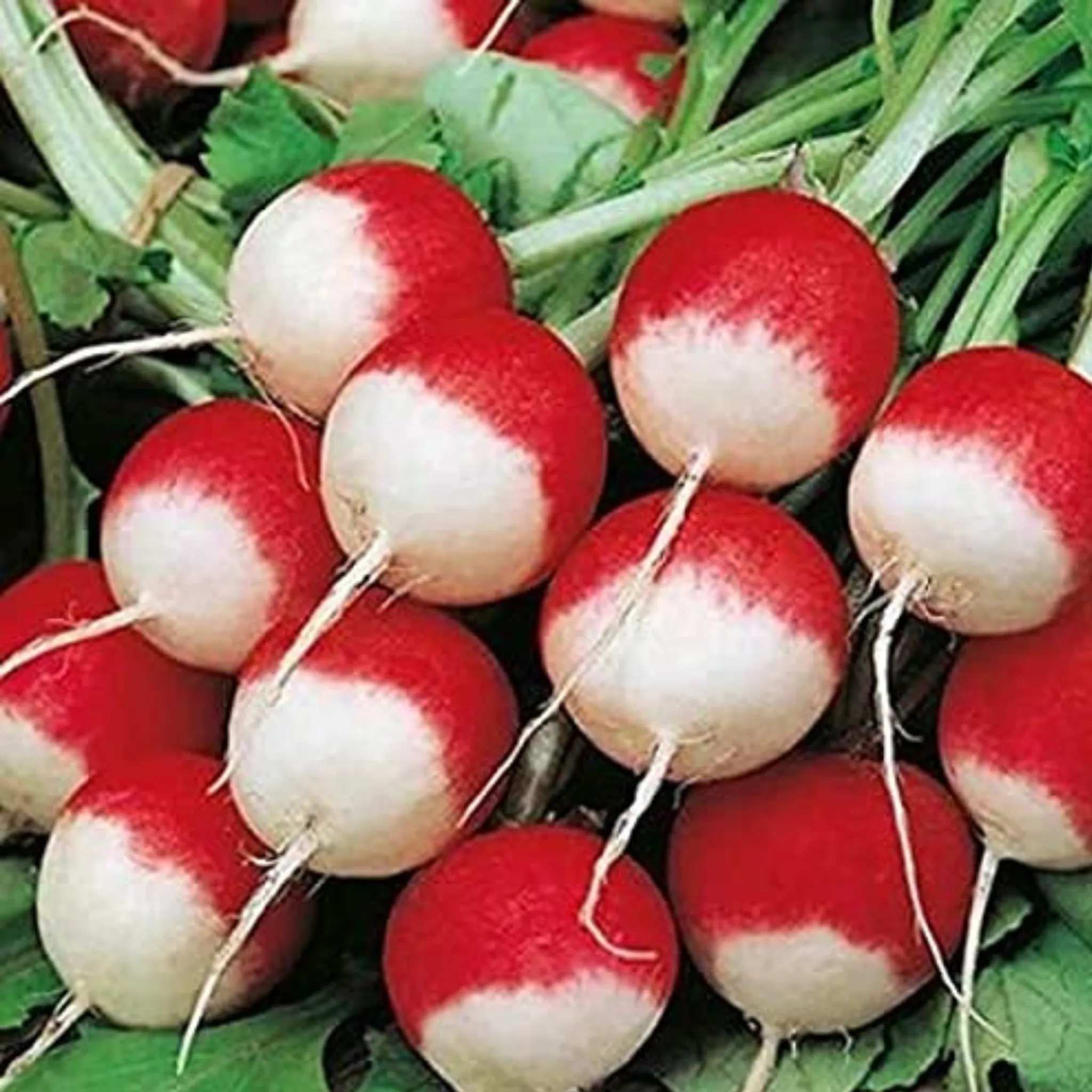 Sparkler Radish Seed