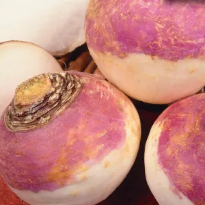 Turnip, Purple Top White Globe Organic Seeds
