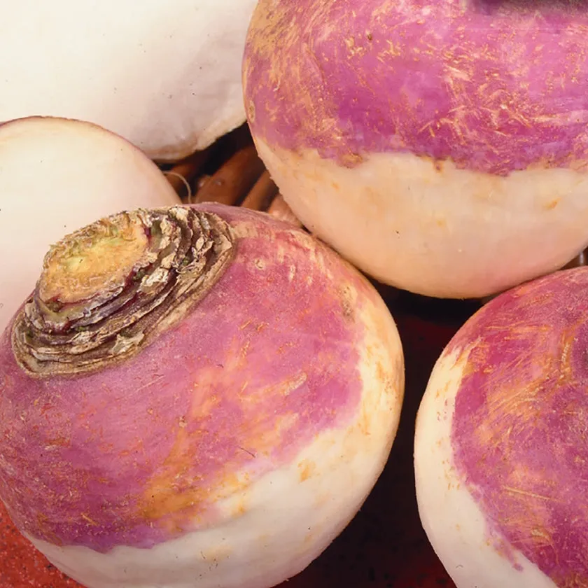 Turnip, Purple Top White Globe Organic Seeds